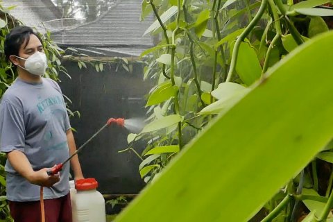 Memanfatkan ruang kosong di rumah untuk budi daya vanili