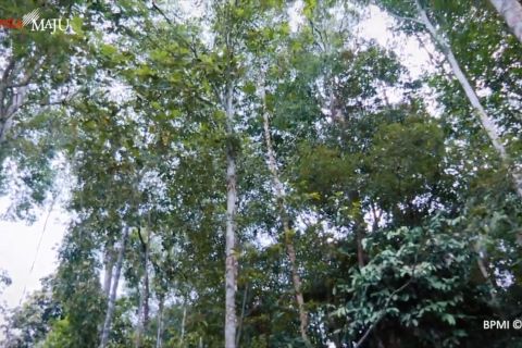 UU Ciptaker berikan hak kelola hutan kepada masyarakat penggarap hutan