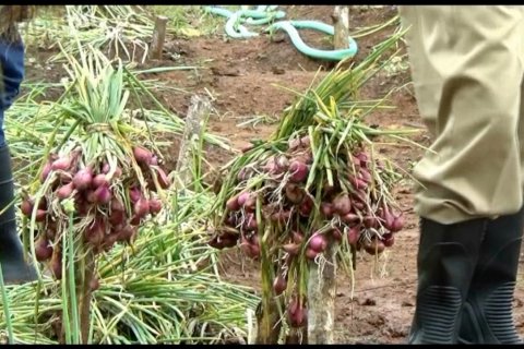 Manfaatkan teknologi panen air, petani bawang merah Nawungan panen sepanjang tahun