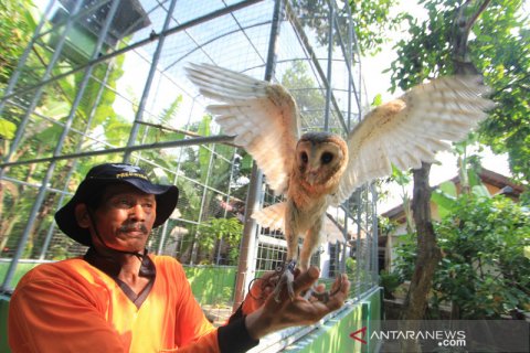 Burung hantu sebagai predator alami hama tikus