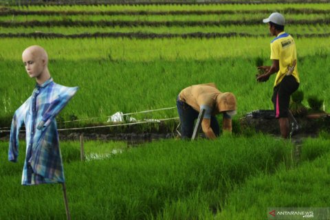 Target produksi padi di tahun 2021