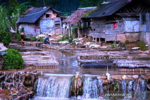 Budi Daya Ikan Mas Di Aliran Sungai