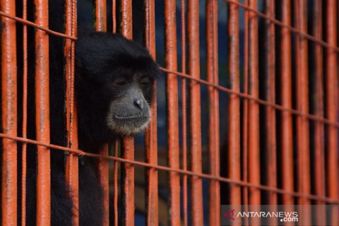 Penggalangan donasi untuk operasional Kebun Binatang Umbul