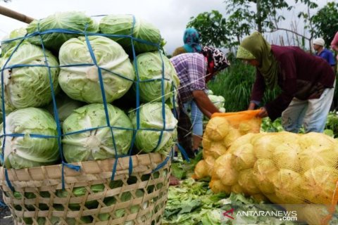 Panen Kubis Di Lereng Merbabu