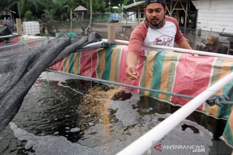 Prospek udang vaname di Dumai