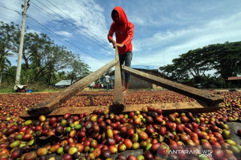 Target produksi kopi nasional 2021