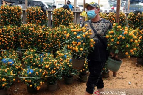 Pedang pohon Jeruk untuk Imlek