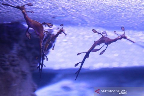 Satwa laut baru Jakarta Aquarium and Safari