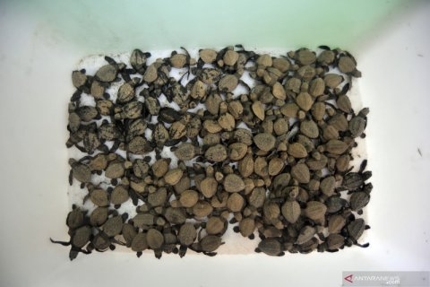 Frekuensi penyu yang bertelur menurun pada 2020