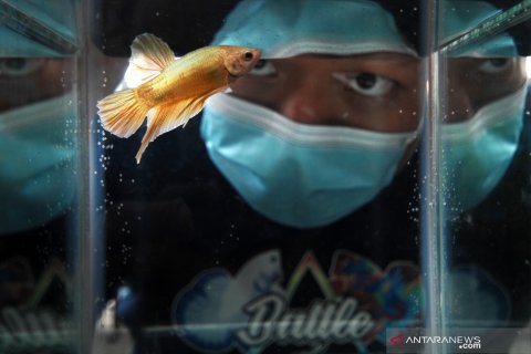 Kontes ikan cupang se-Sulut