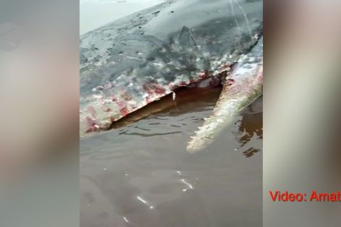Paus terdampar dan mati di Pulau Obi sudah dievakuasi