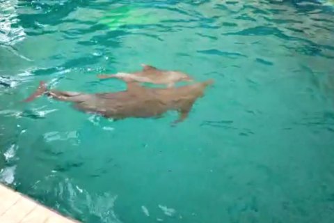 Bayi lumba-lumba Uchuy tambah koleksi satwa Taman Safari Prigen