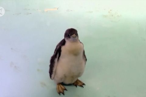 Menengok Alex, penguin Antartika kelahiran lokal pertama di Meksiko