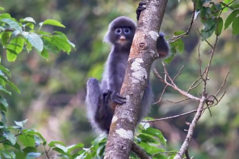 Melihat peningkatan populasi langur di China barat daya