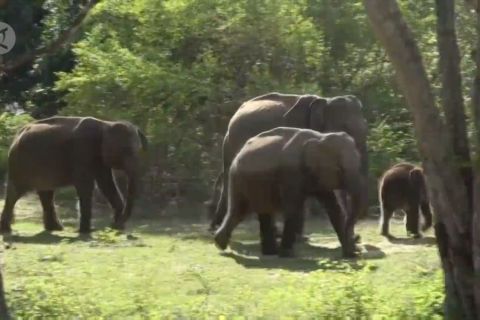 Sri Lanka bakal gelar sensus gajah nasional tahun ini