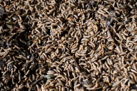 Budi daya belatung ubah limbah organik jadi solusi ekonomi