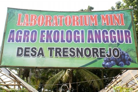 Desa di Kebumen rintis kampung anggur