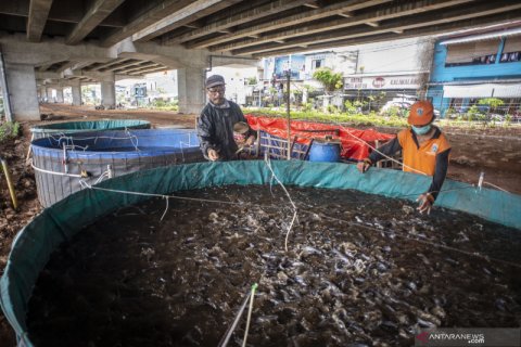 Budi daya ikan lele di bawah kolong Jalan Tol Becakayu