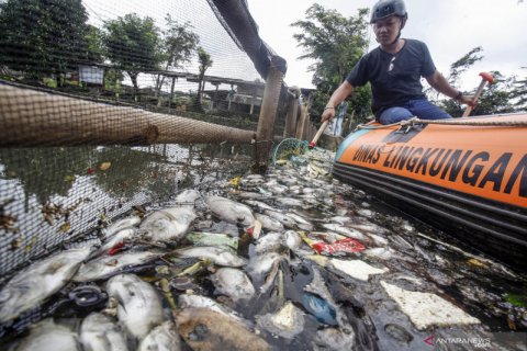 Ribuan ikan di Setu Citongtut Bogor mati mendadak