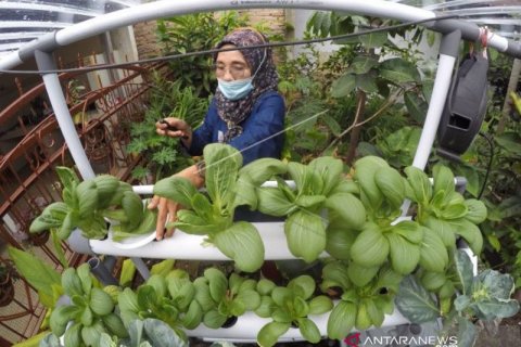 Ketahanan Pangan Dari Rumah