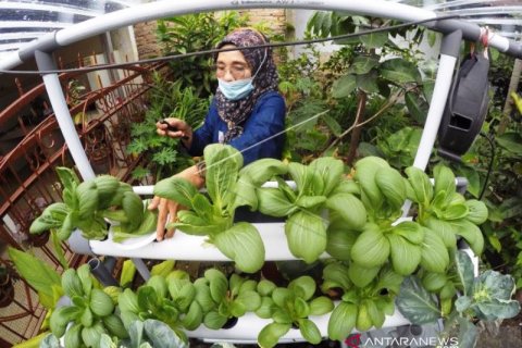 Ketahanan Pangan Dari Rumah