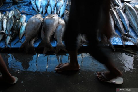 PRODUKSI MELIMPAH HARGA IKAN TURUN
