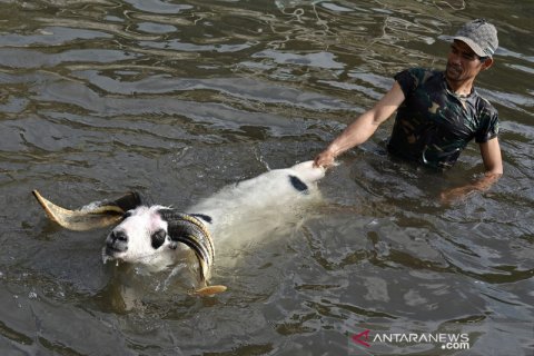 Perawatan domba adu di Garut