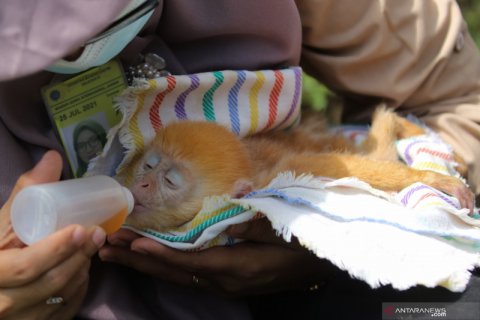 Kasus perdagangan satwa dilindungi