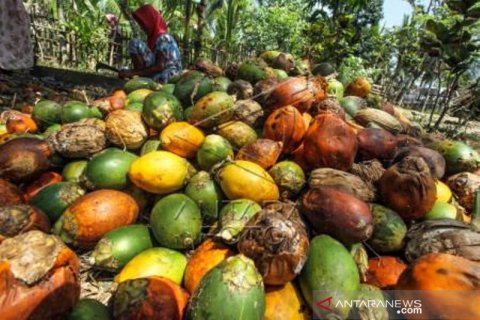 Harga Pinang Naik