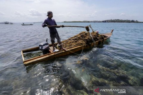 Nelayan Rumput Laut Sargassum