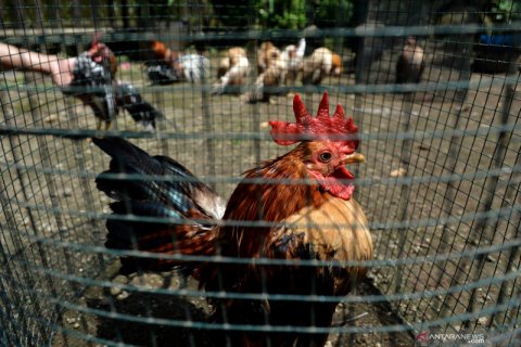 Budi daya ayam serama