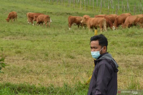 Tempat pembibitan sapi ternak di Padang Mengatas