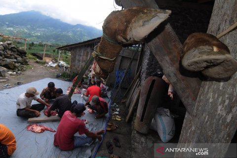 Tradisi potong daging sapi di kaki Gunung Merapi