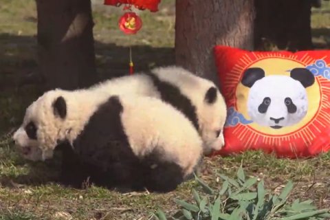 Bayi-bayi panda beraksi dalam sesi pemotretan bertema Imlek