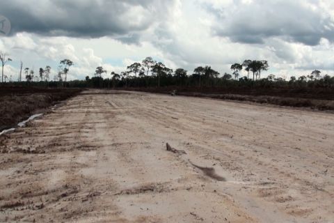 Gunung Mas bersiap jadi kawasan Food Estate dengan bertanam singkong