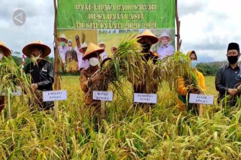 Panen raya padi sawah,  Pemkab Bangka menuju swasembada pangan