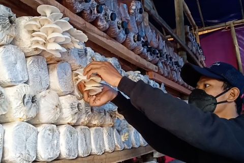Pertanian modern jadi alternatif di tengah kepungan industri