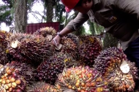 BPDPKS dan Kominfo bersinergi lawan kampanye hitam diskriminasi sawit