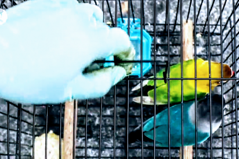 Percobaan penyelundupan 110 burung dari Pontianak ke Semarang