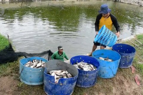 Angka kemiskinan di perdesaan Riau menurun