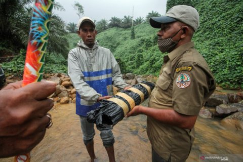 Pembagian mercon untuk mengusir gajah liar