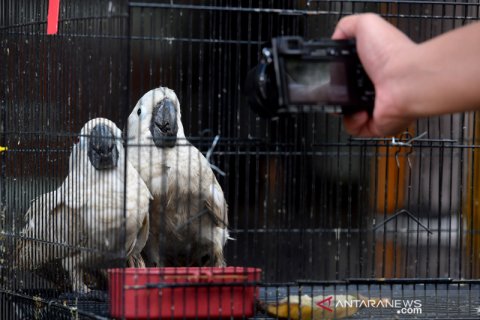 Ribuan satwa tanpa dokumen diamankan petugas di Sidoarjo