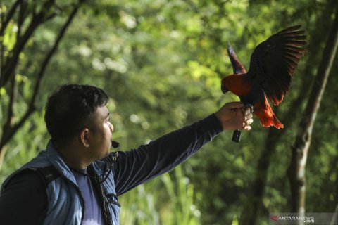 Komunitas pecinta burung paruh bengkok