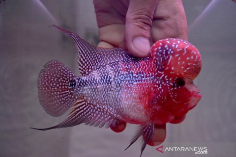 Budi daya ikan louhan super red dragon