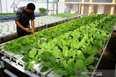 Budidaya Sayuran Dengan Sistem Hidroponik di Tengah Pandemi