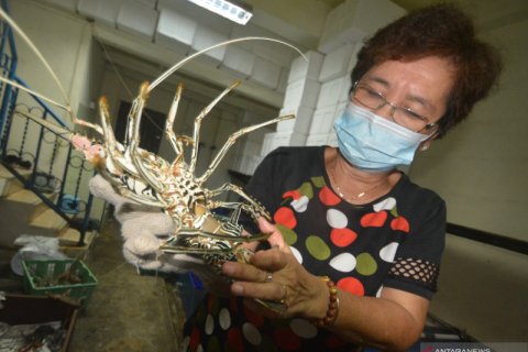 Lobster kualitas ekspor dari Mentawai