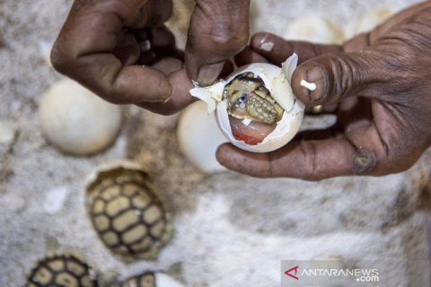 Penangkaran kura-kura sulcata