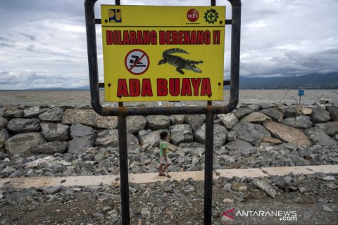 Pantai wisata di Palu jadi habitat buaya muara