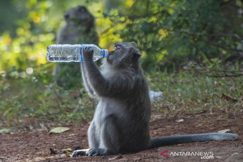 Sampah makanan ubah perilaku monyet di Muara Angke