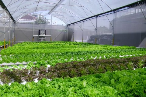 Kiat pelaku usaha hidroponik bertahan di masa pandemi